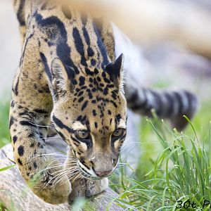 Clouded Leopard