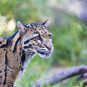 Clouded Leopard