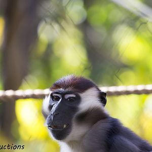 Red-Crowned Mangabey