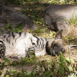 Striped Hyena