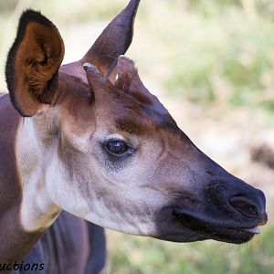Okapi