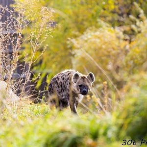 Spotted Hyena