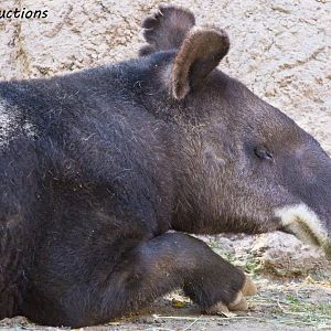 Mountain Tapir