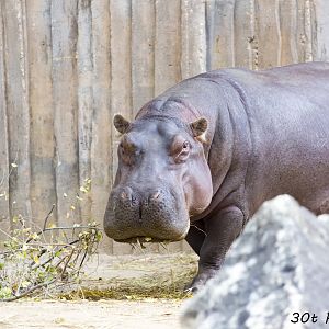 Hippo