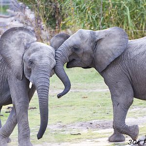 African Elephants play