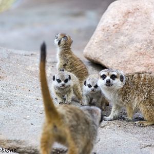 Meerkat family