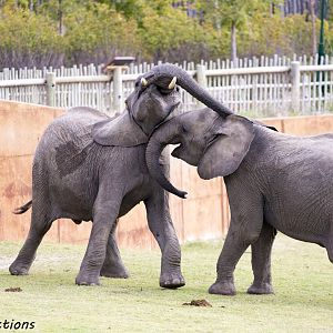 African Elephants Play