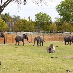 African Elephant Habitat