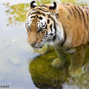 Tiger in water