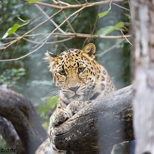 Amur Leopard