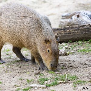 Capybara