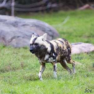African Wild Dog
