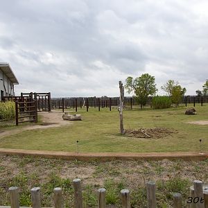 African Elephant Exhibit First Yard