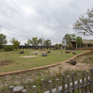 African Elephant Exhibit First Yard