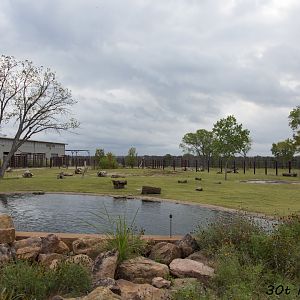 African Elephant Exhibit First Yard