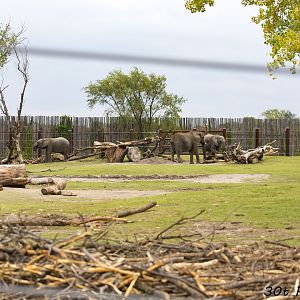 African Elephants in Second Yard