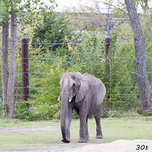 African Elephant