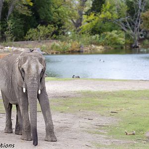 African Elephant