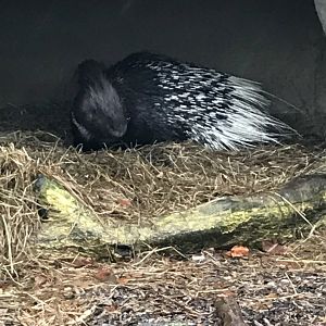Porcupine