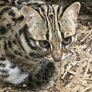 Asian Leopard Cat