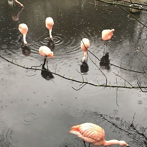 Flamingos