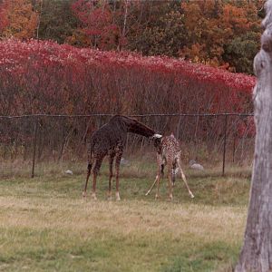 Giraffes circa 1990s