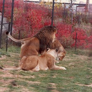 Lions circa 1990s