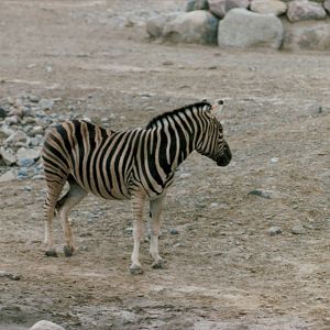 Zebra circa 1990s