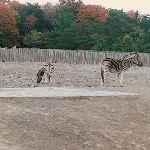 Zebras circa 1990