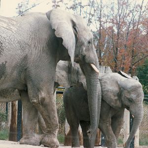 Elephants circa 1990s