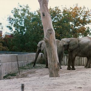 Elephants circa 1990s