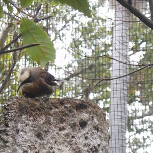 Grey-crowned Babbler (Pomatostomus temporalis)