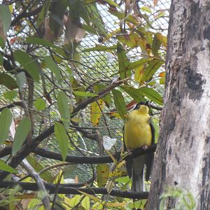 Australasian Figbird (Sphecotheres vieilloti)
