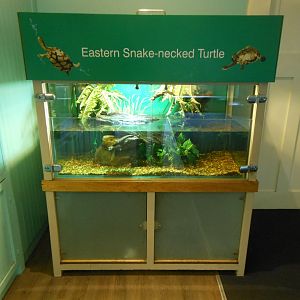 Eastern Snake-necked Turtle tank