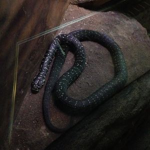 Broad-headed Snake (Hoplocephalus bungaroides)