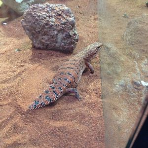 Western Pilbara Spiny-tailed Skink (Egernia cygnitos)