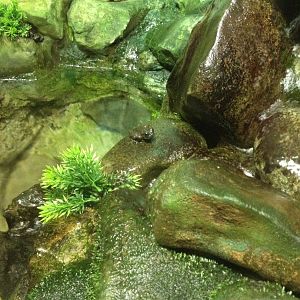 Booroolong Frog (Litoria booroolongensis)