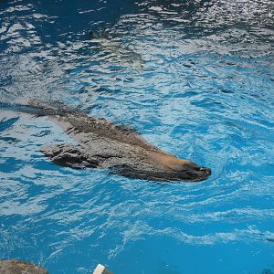 Australian Sea Lion (Neophoca cinerea)