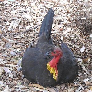 Australian Brush-turkey (Alectura lathami)