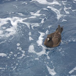 Flesh-footed Shearwater (Ardenna carneipes)