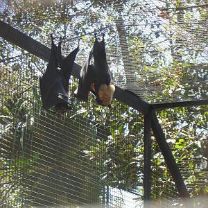 Spectacled Flying-fox (Pteropus conspicillatus)