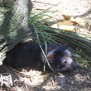 Tasmanian Devil (Sarcophilus harrisii)