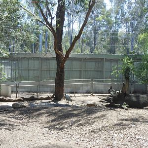 Plains-wanderer enclosure