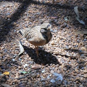 Inland Dotterel (Peltohyas australis)