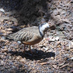 Inland Dotterel (Peltohyas australis)