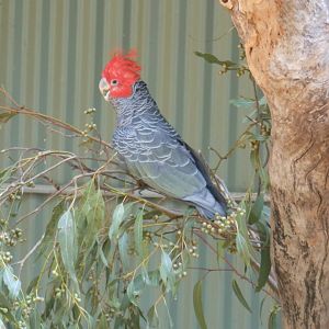 Gang-gang Cockatoo (Callocephalon fimbriatum)