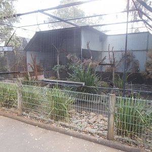 Spectacled Flying-fox & Long-nosed Potoroo exhibit