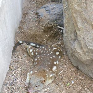 Spotted-tail Quoll (Dasyurus maculatus)