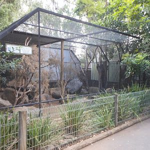 Spotted-tail Quoll exhibit