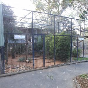 Black-breasted Buzzard aviary